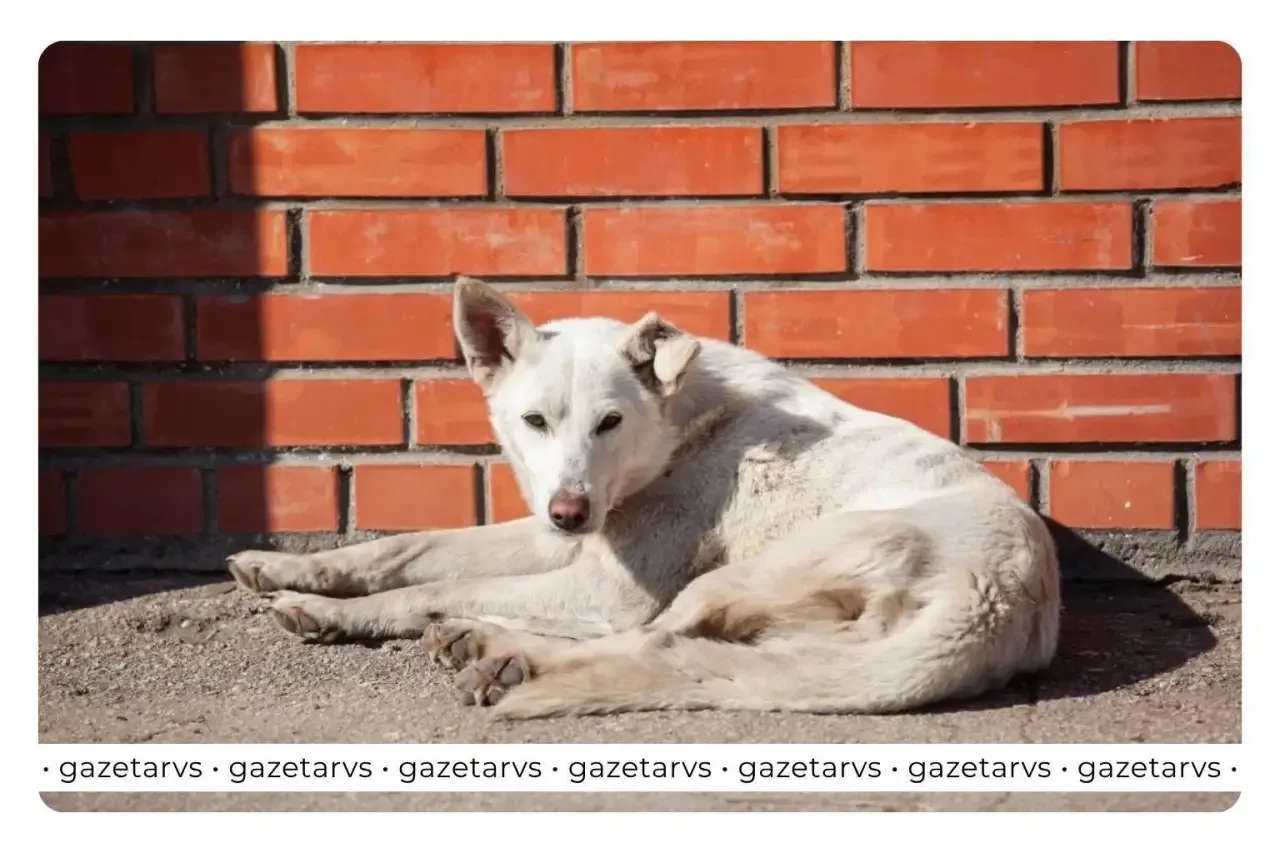 🐾 Отлов бездомных животных в Динском районе

15 июня – Васюринское поселение

✅ Не отпускайте собак