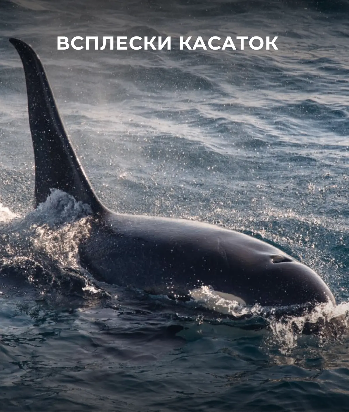 С вами хоть на край света! 😍

Южно-Сахалинск — это место, где утром можно подняться в горы, днём по