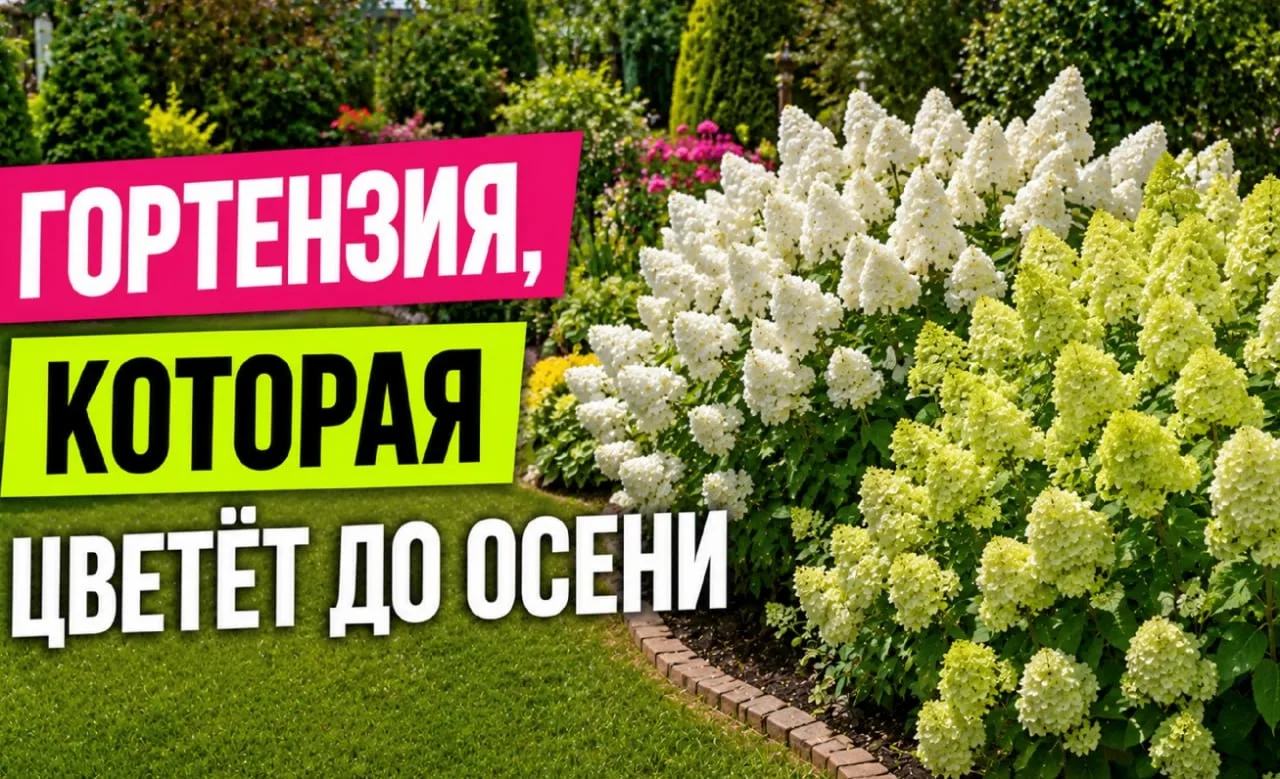 Гортензия метельчатая — беспроигрышный вариант для средней полосы: зимует без укрытия, цветёт пышно 