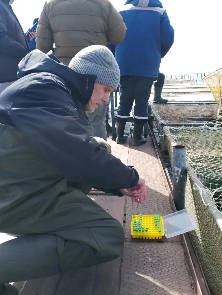 🐟Филиал готовится к нерестовой кампании по воспроизводству краснокнижного байкальского осетра, кото