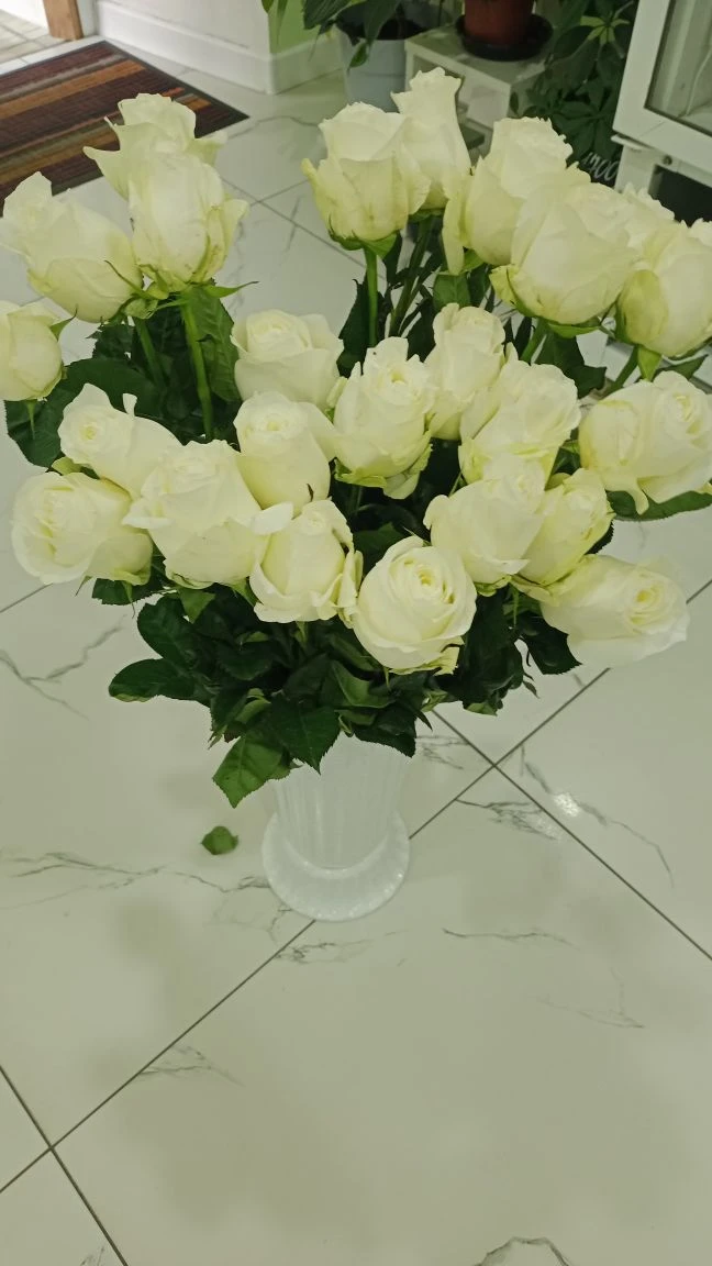 Белоснежный Прауд 60см 

250₽