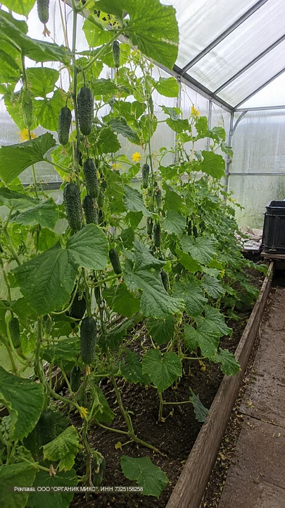🥒По ведру огурцов с куста🔥

😢Месяц назад я почти опустила руки: огурцы в теплице стояли слабые, г