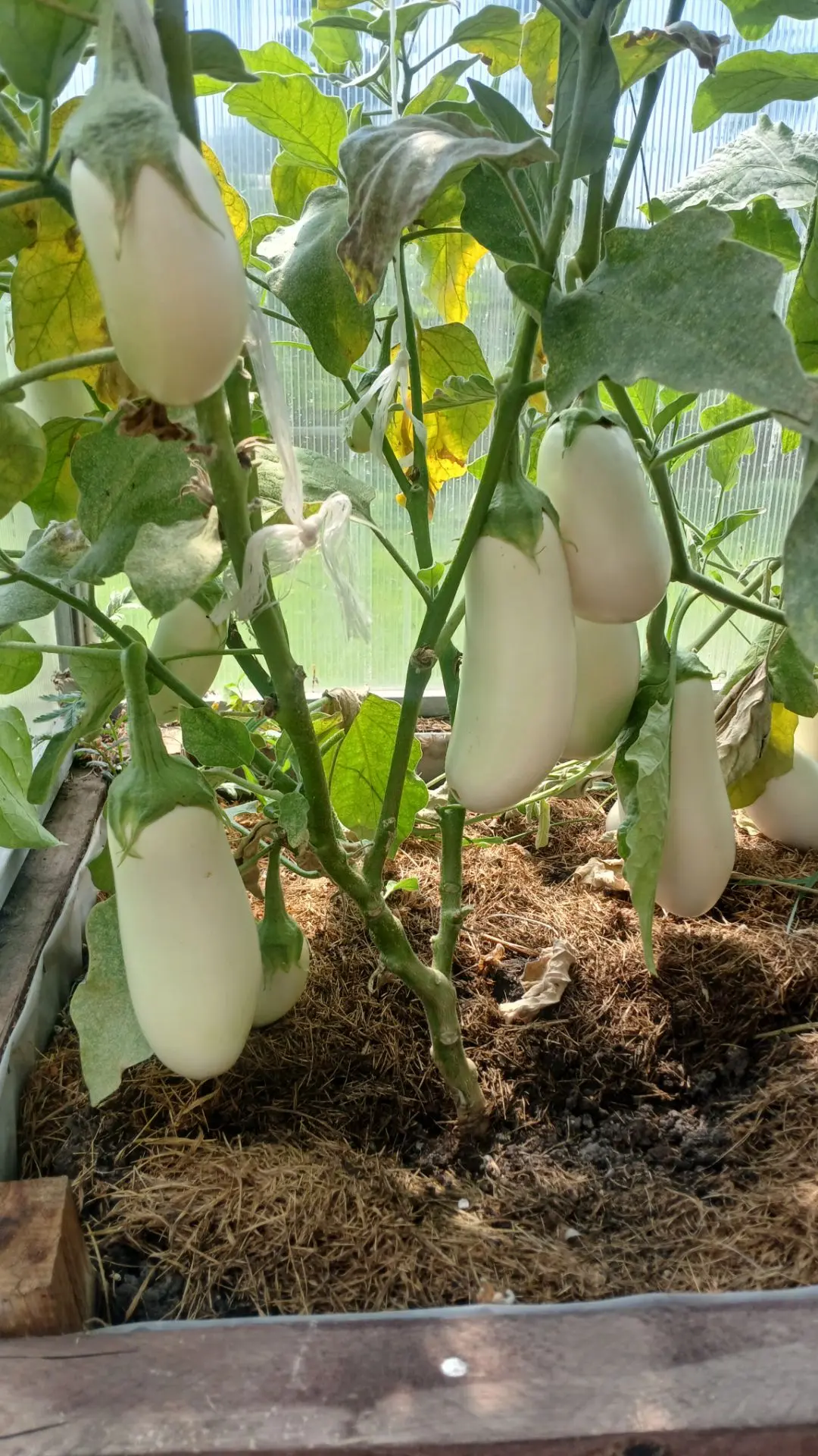 Баклажаны в теплице плохо растут! 🍆

Так говорят многие блогеры. 🤔

Наши баклажаны видимо особенны