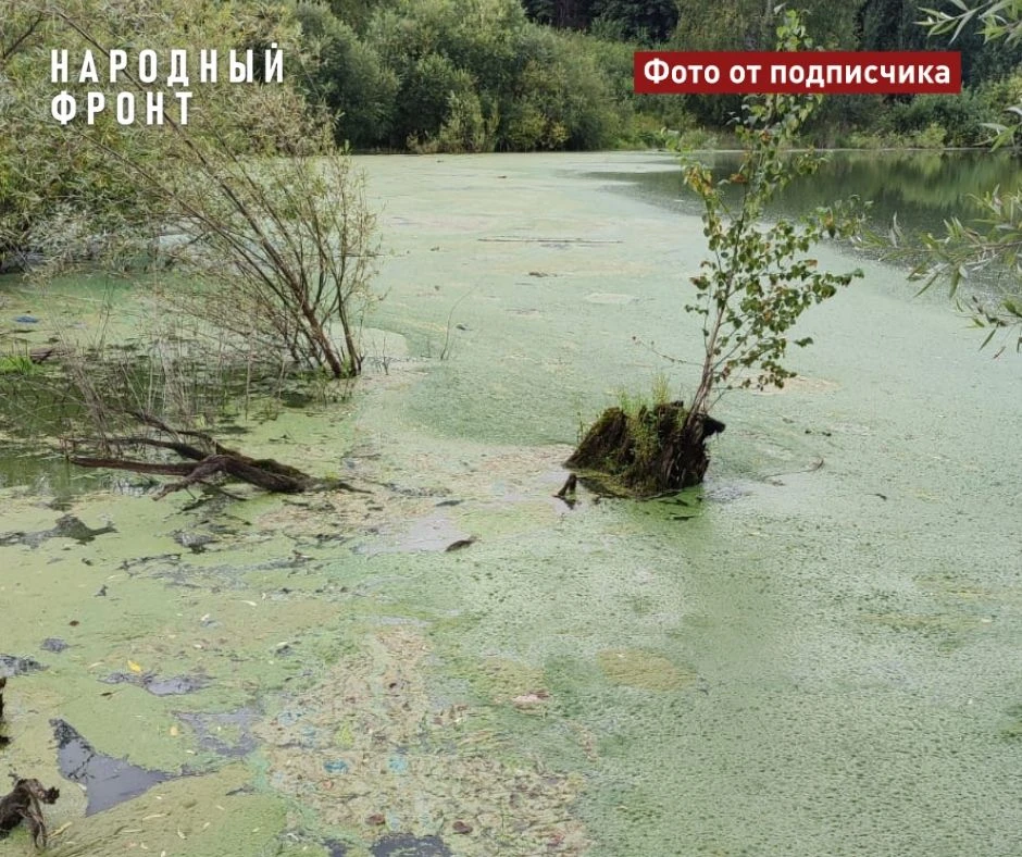 В селе Губино гибнет живописное озеро из-за канализационных стоков. Водоем покрылся зеленой болотной