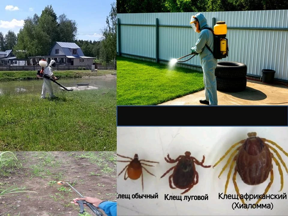 Клещи во дворе: алгоритм действий для УК Акарицидная обработка: не роскошь, а необходимость 
С насту