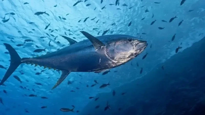 🔴 🐟 Сахалинские ученые попросили рыбаков делиться данными о пойманном тунце

Сотрудники «СахНИРО» 