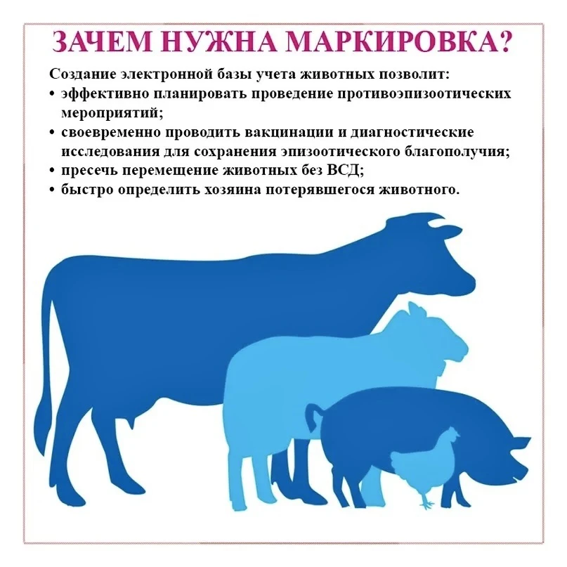 Прокуратура Ики‑Бурульского района выявила нарушения ветеринарного законодательства

Прокуратура Ики
