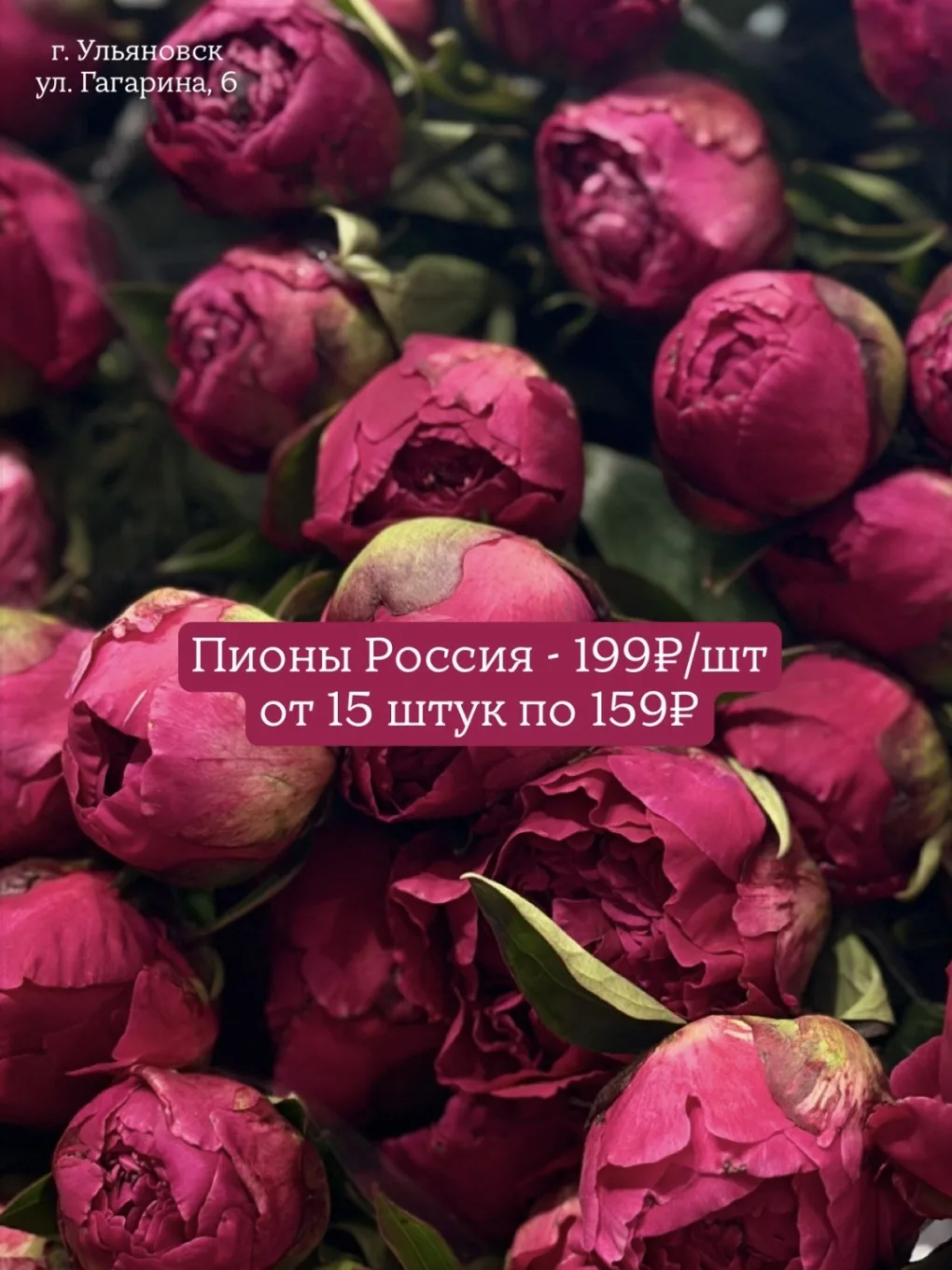 🩷Пионы от 159₽
Доступные сорта к заказу⬆️
🔥Акция:
- Российские пионы 199₽ (от 15шт по 159₽)
- Итал