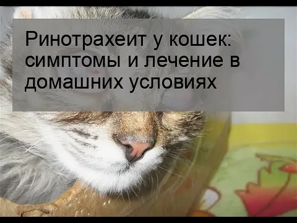 Герпесвирус у кошек!
Герпесвирусная инфекция кошек, иначе называемая ринотрахеитом — это вирусное за