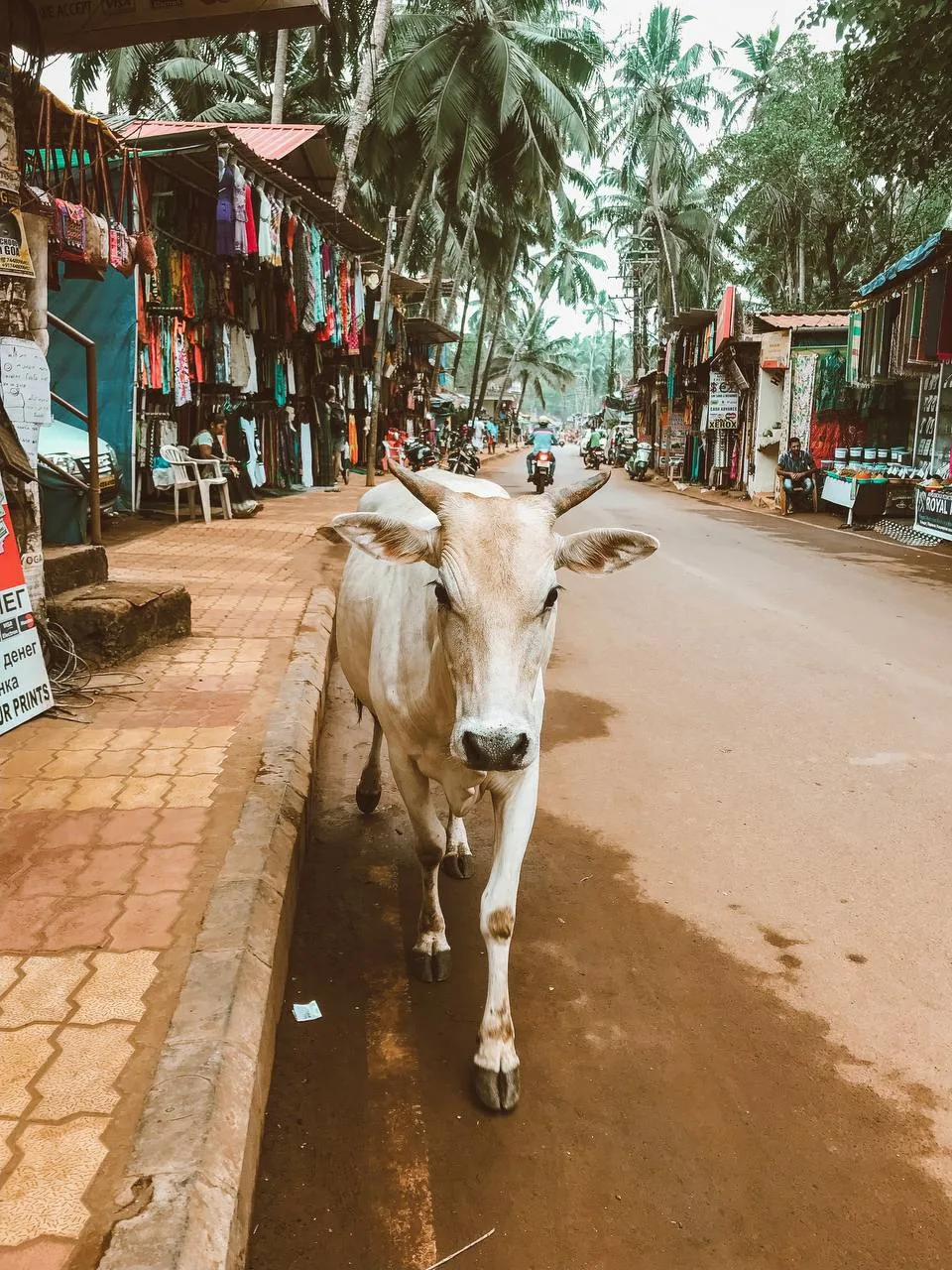 🇮🇳🐃Раннее бронирование ИНДИЯ, ГОА 

Перелет а/к Аэрофлот из Екатеринбурга, вылеты уже с 29 сентяб