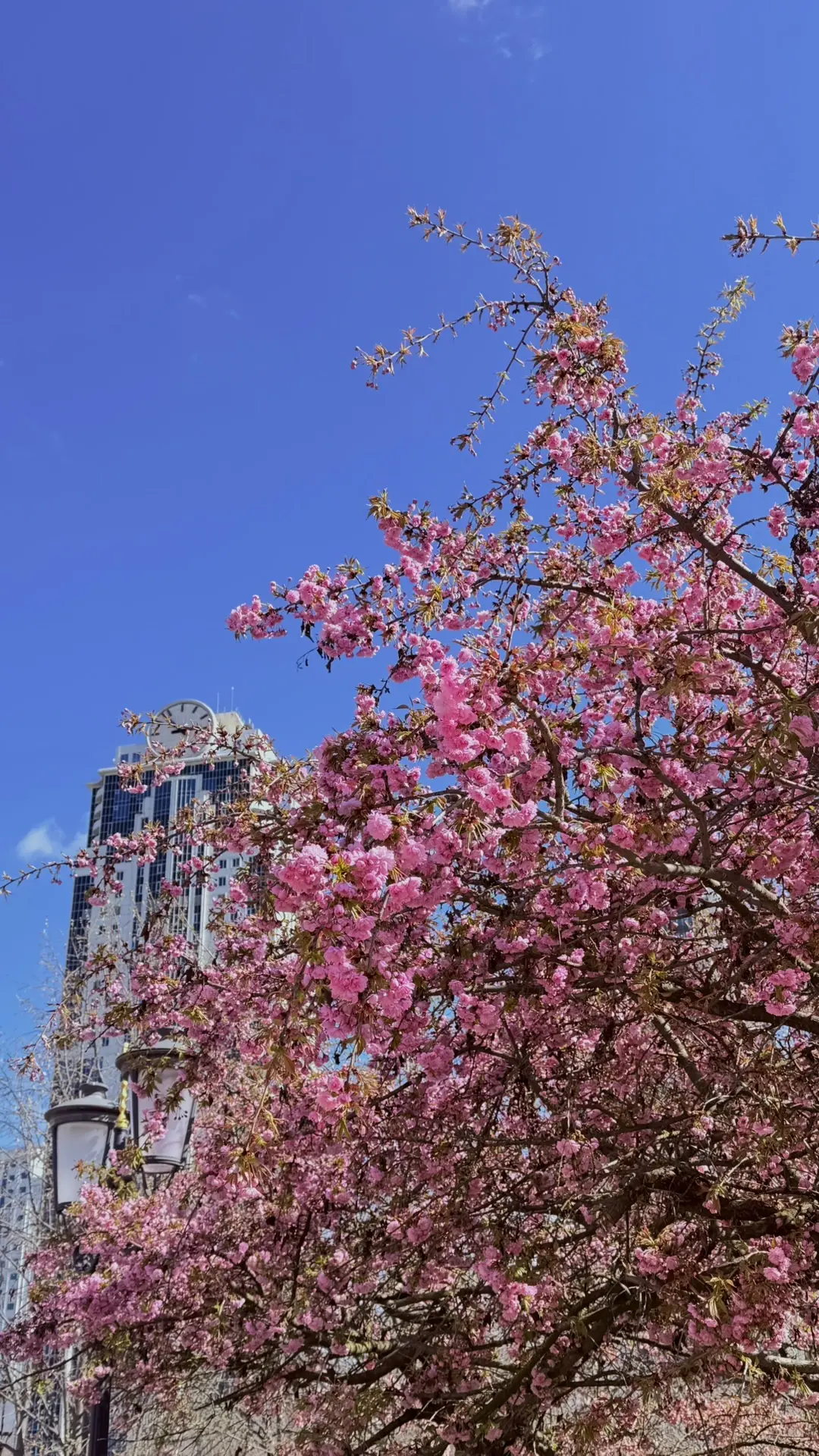 В МБОУ «СОШ 65» города Грозного в рамках Всероссийского «Дня Эколят» состоялся конкурс фотографий «Д