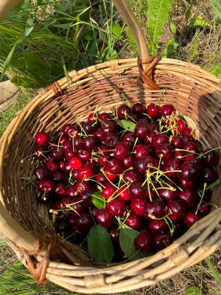 Лето дано нам, чтобы мы насобирали как можно больше ярких, спелых, вкусных эмоций и сделали из этого