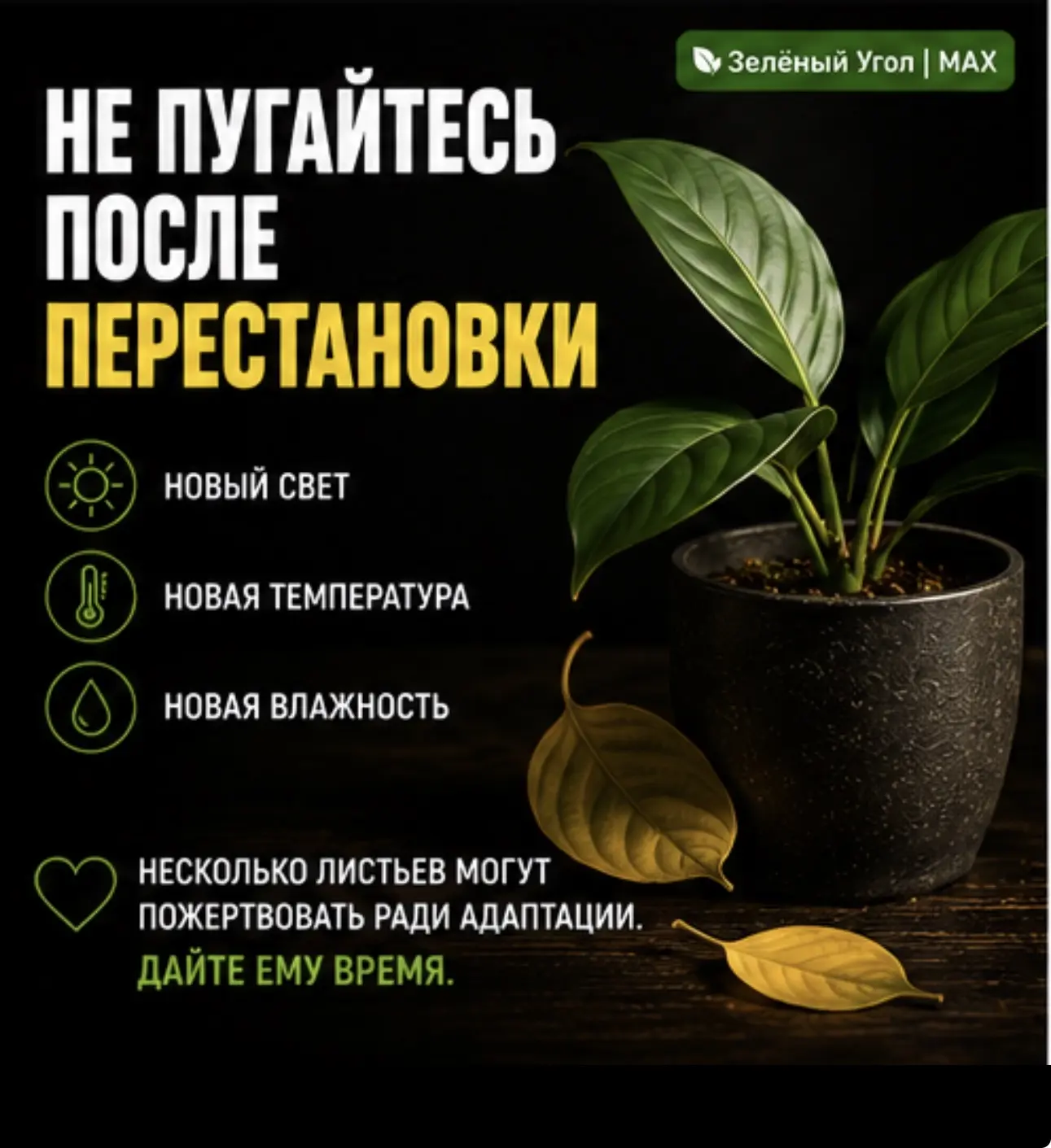 НЕ ПУГАЙТЕСЬ ПОСЛЕ ПЕРЕСТАНОВКИ
 
Перенесли растение в новое место.
 
И через несколько дней начали 