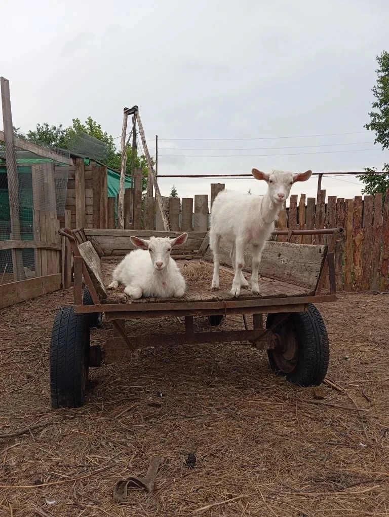 Продам козочек, 4 месяца. Мама высокоудойная, молоко очень вкусное.