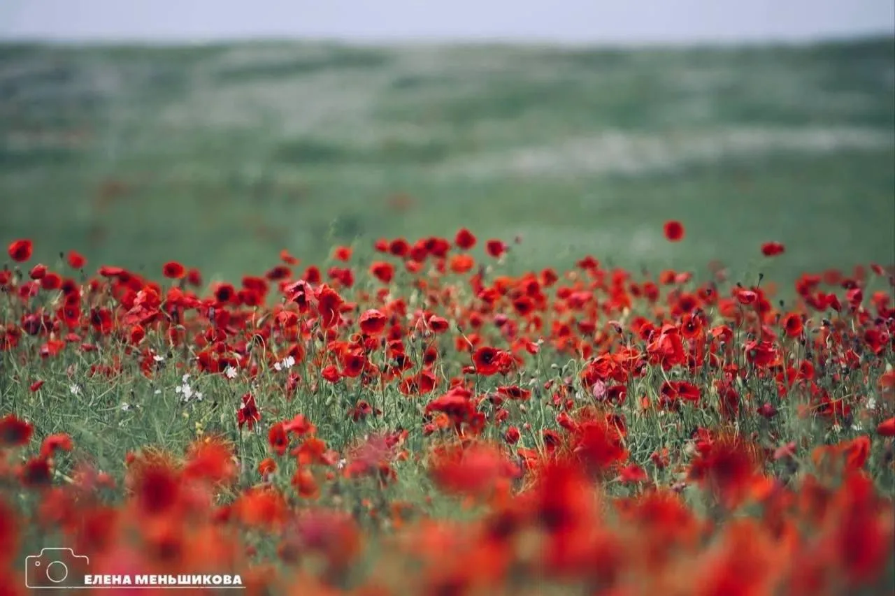😍 Маковые поля нашего региона

📸Фото: Елена Меньшикова, Погода и метеоявления Калининградской обла