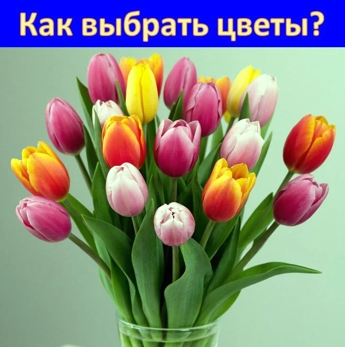 В предпраздничные дни актуальной становится забота о красивом подарке. И здесь на первом плане – жив
