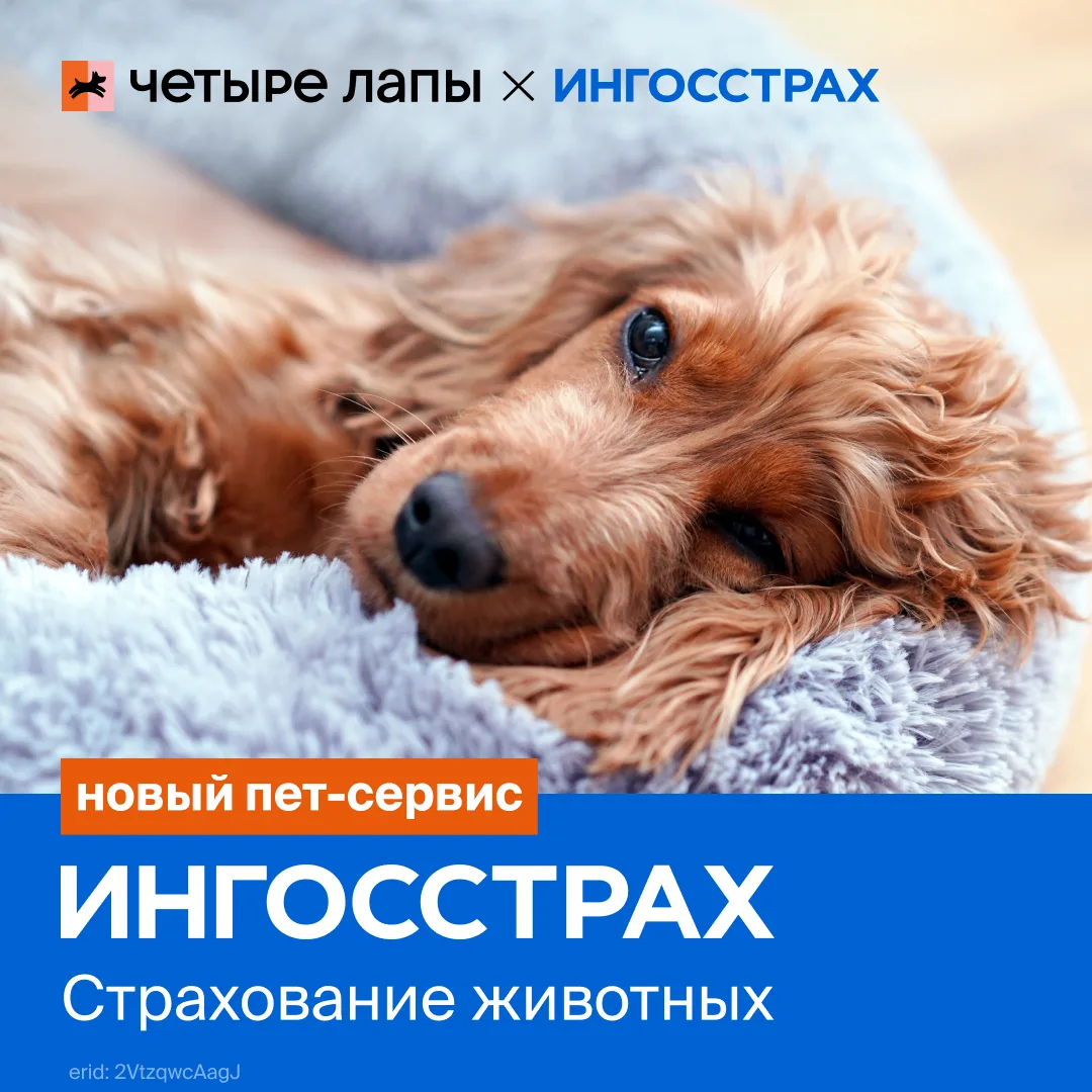 Планируете долгосрочную заботу о любимце? Добавьте к базовому уходу ещё один важный слой защиты — ст