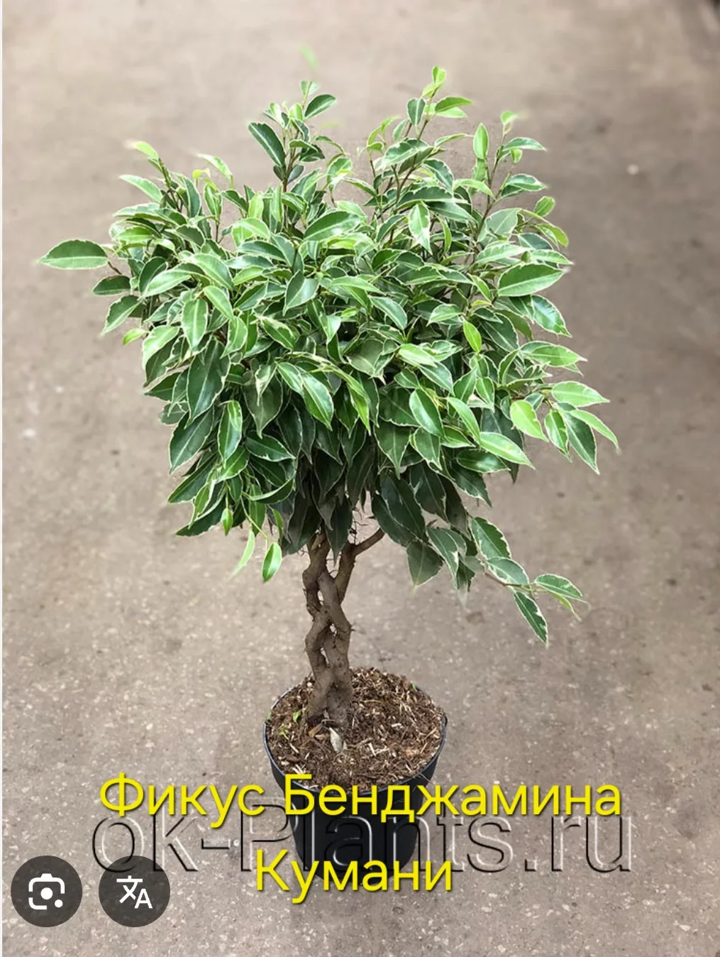 200р хороший укорененный отросток Энгельс район Имидж 89061509722