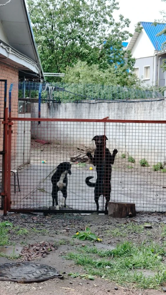 Сегодня обитатели приюта Ржевка получили наши подарки! ❤️🐕 Благодарим всех участников акции "Будь д