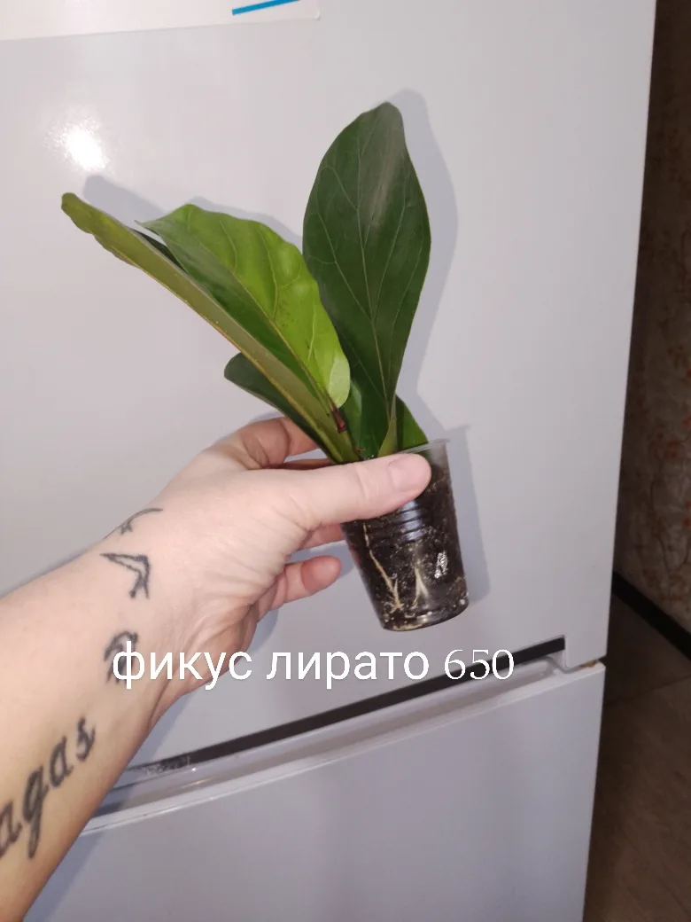 Саратов . Отправлю  или самовывоз. В наличии есть еще цветочки 89649982036