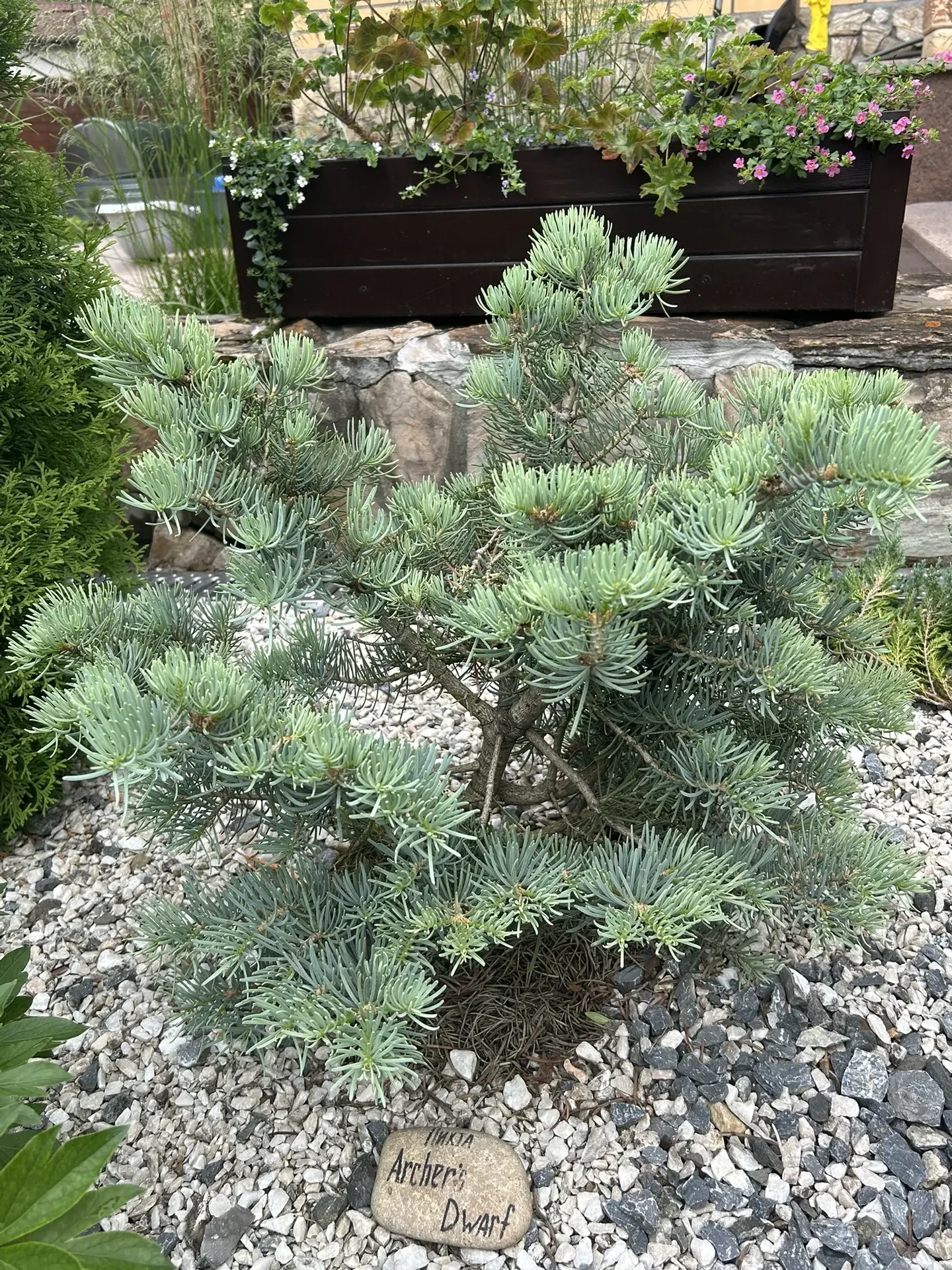 Abies concolor 'Archer’s Dwarf'
Пихта одноцветная

Красноярск
Возраст: 7 лет
Размер: 0.8 м
Сад Валер