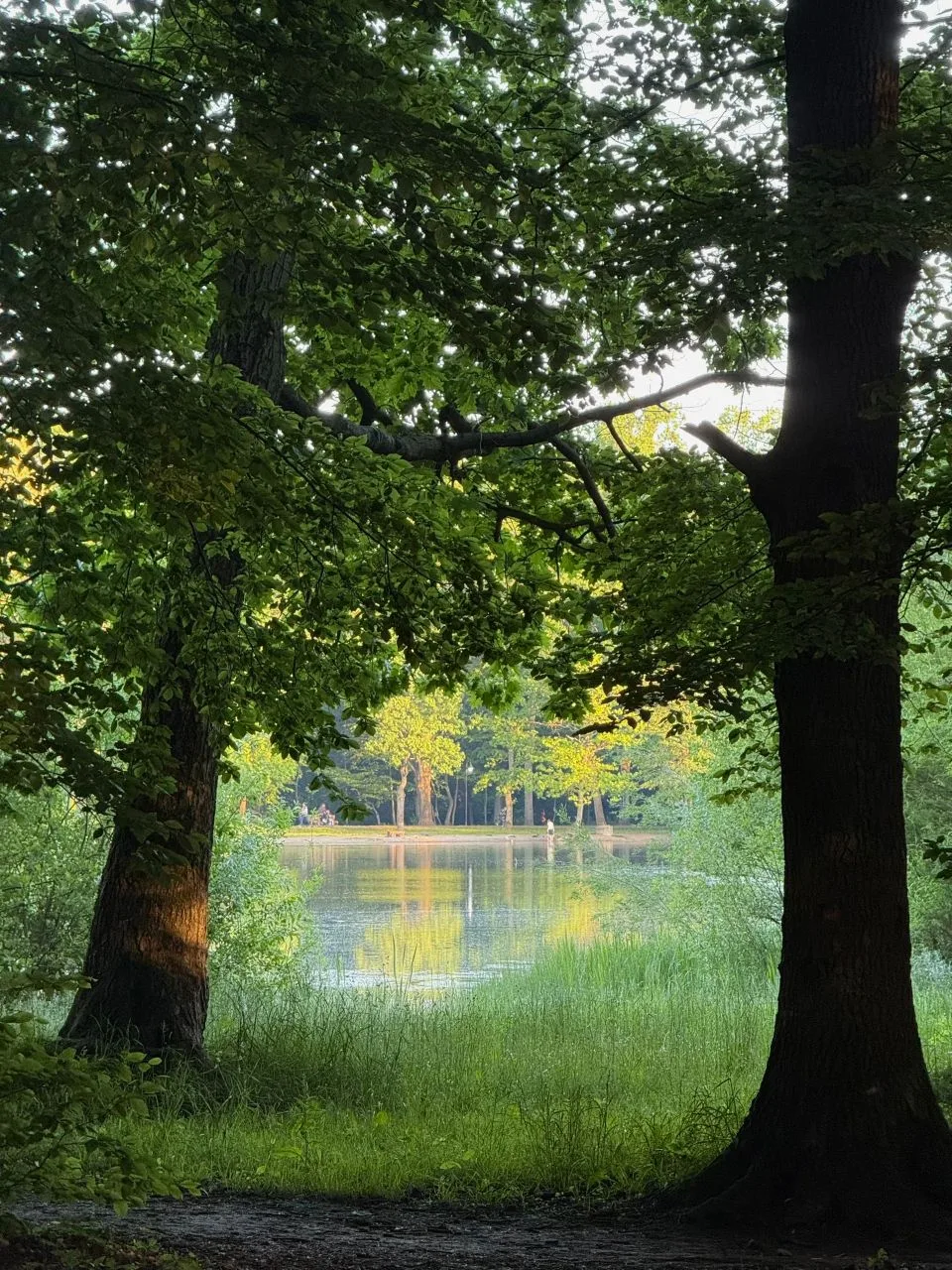 Это настоящий лес посреди Калининграда 🌳

Парк Макса Ашманна – одно из самых зелёных мест города. З