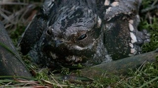 В лесу под Петербургом появились птенцы козодоя 🐣
Они проводят в гнезде всего несколько дней, а зат