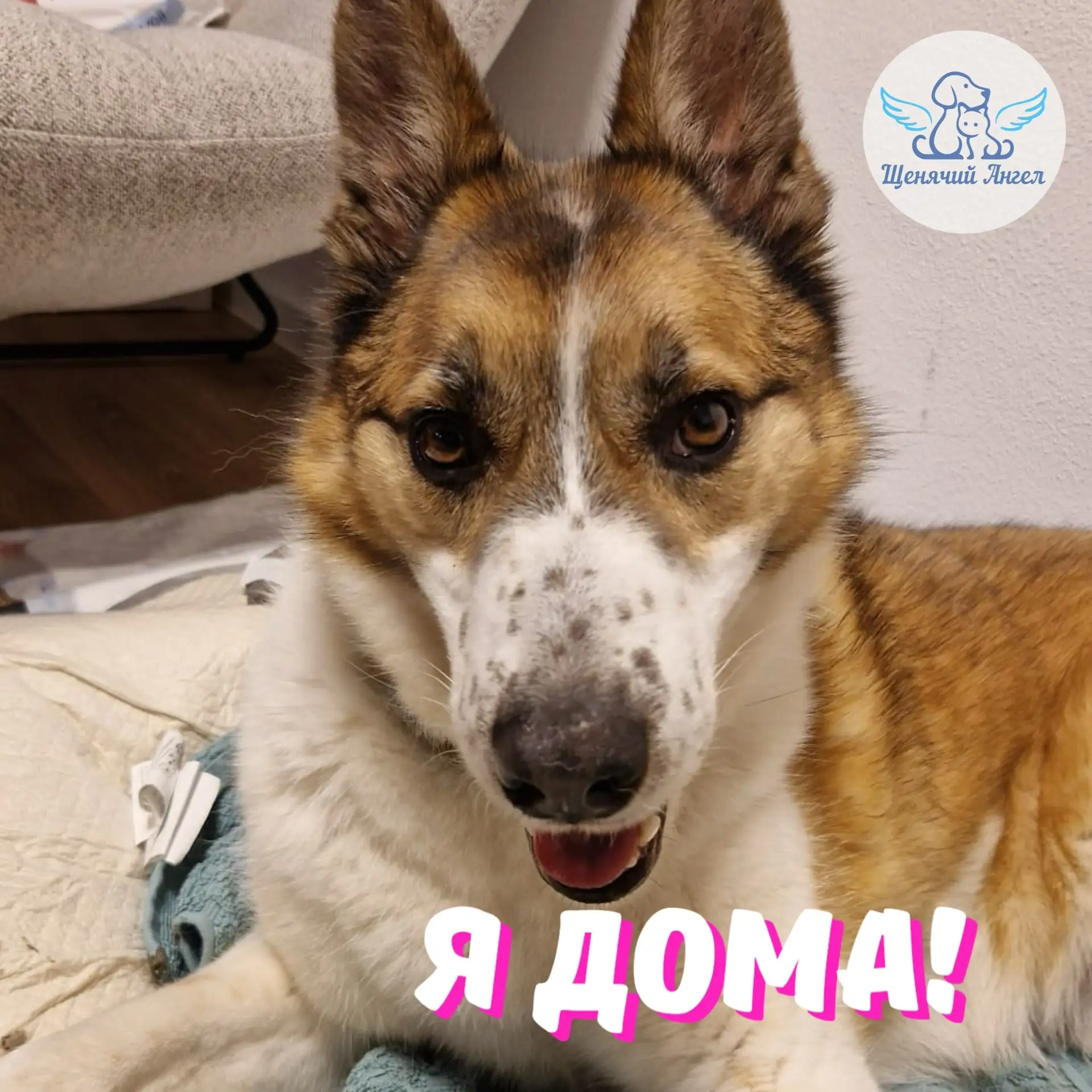 УШАН – Я ДОМА 💫

Друзья, пёсель Ушан с милыми ушками, россыпью веснушек на носу и самой искренней у