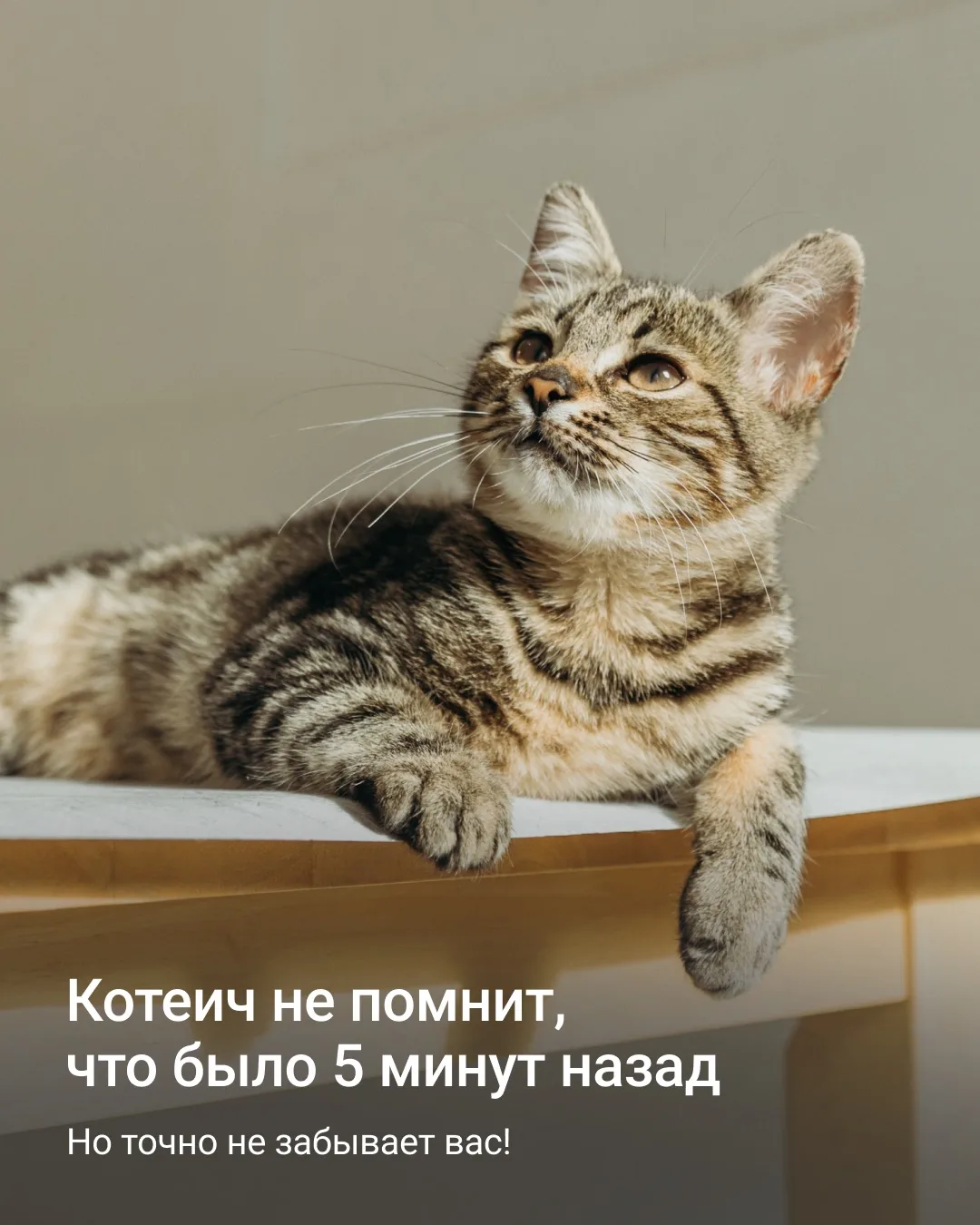 «Уезжаю на месяц. Кошка меня забудет?» 😿

Один из самых тревожных вопросов для любого хозяина. Но с