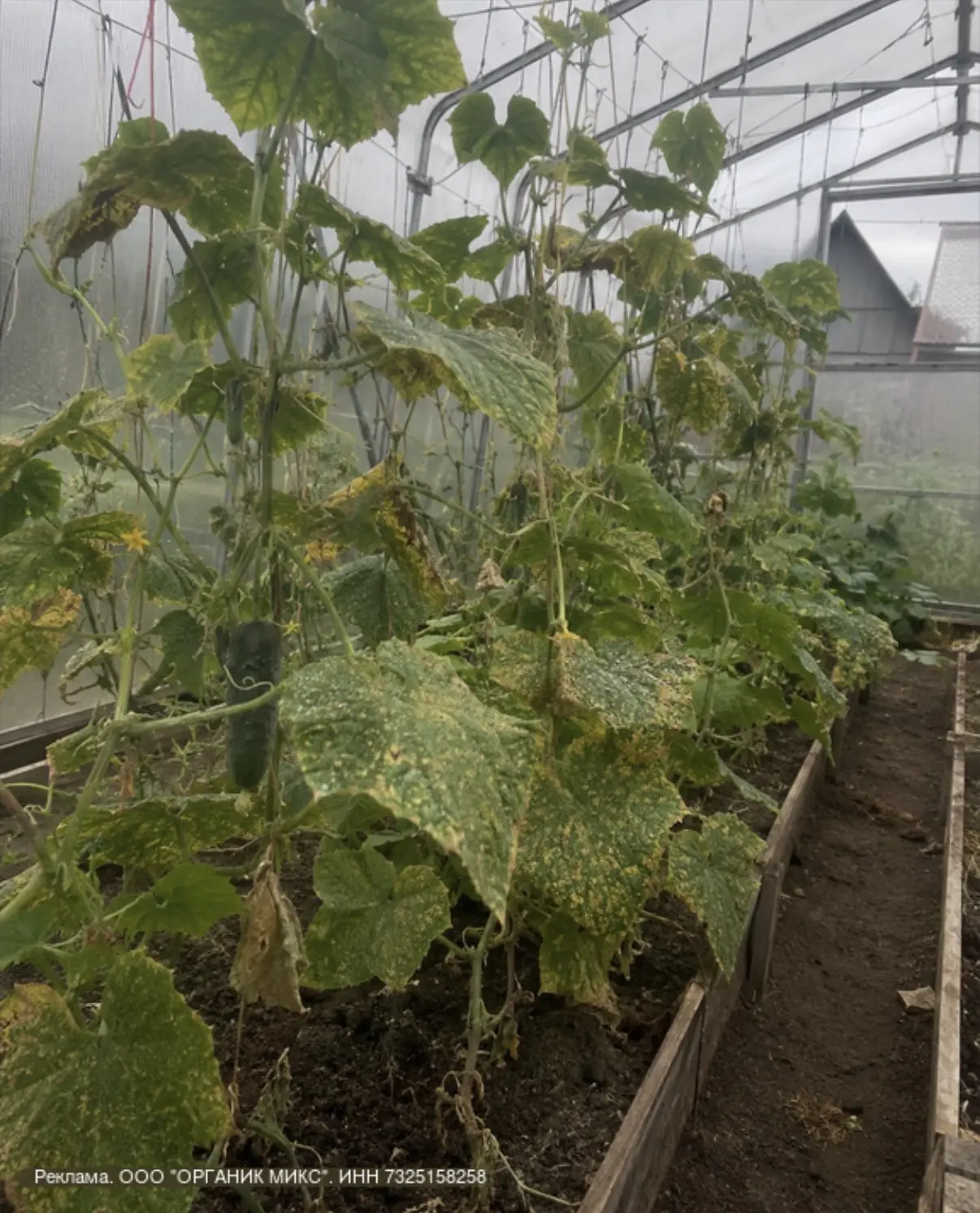 🥒Я чуть не потеряла весь урожай огурцов

Так выглядела наша теплица после нашествия паутинного клещ