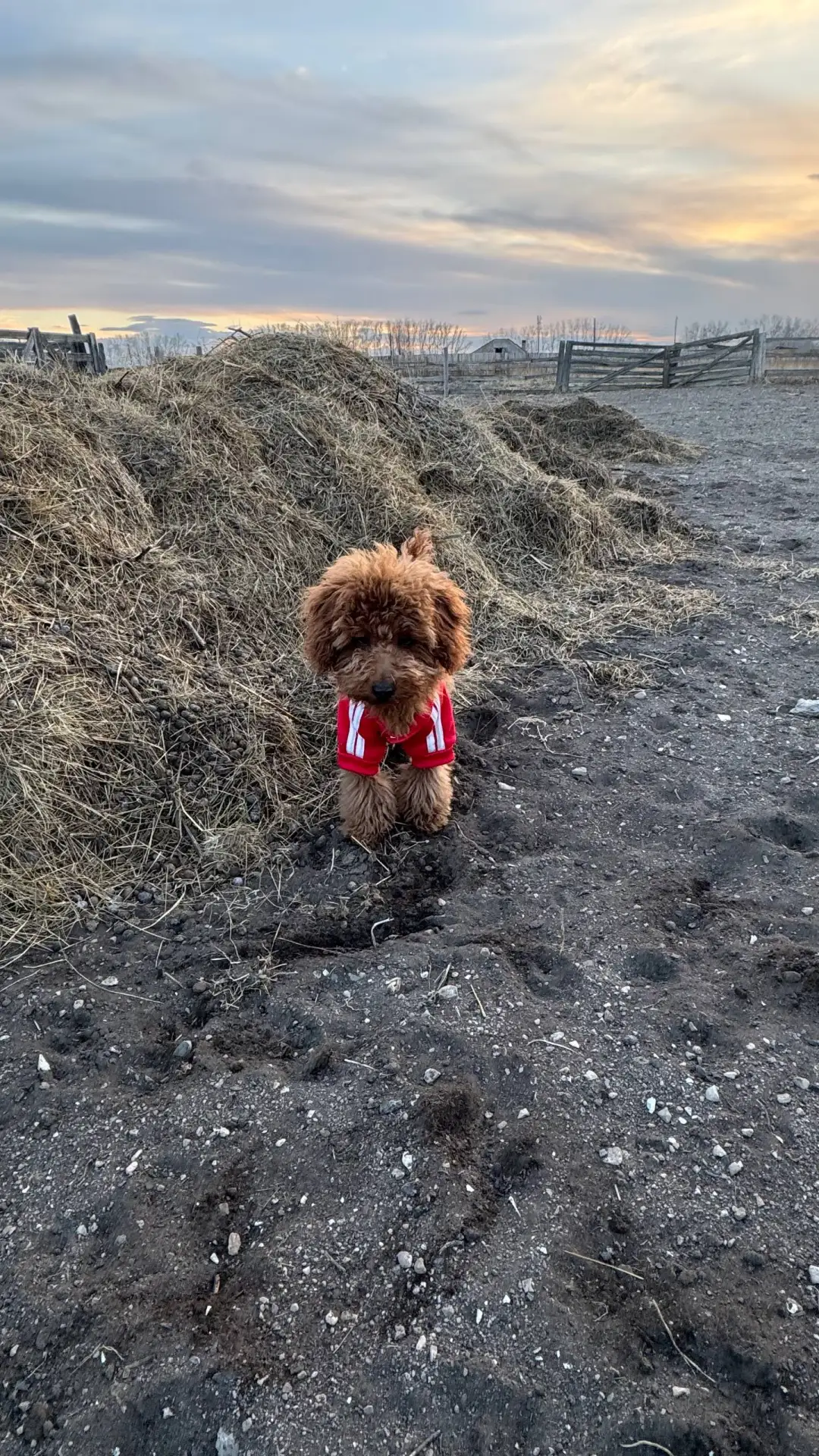 Недавно купила курс по дрессировке собак 😅

У меня щенок и мне нужна система, знала — когда-нибудь 