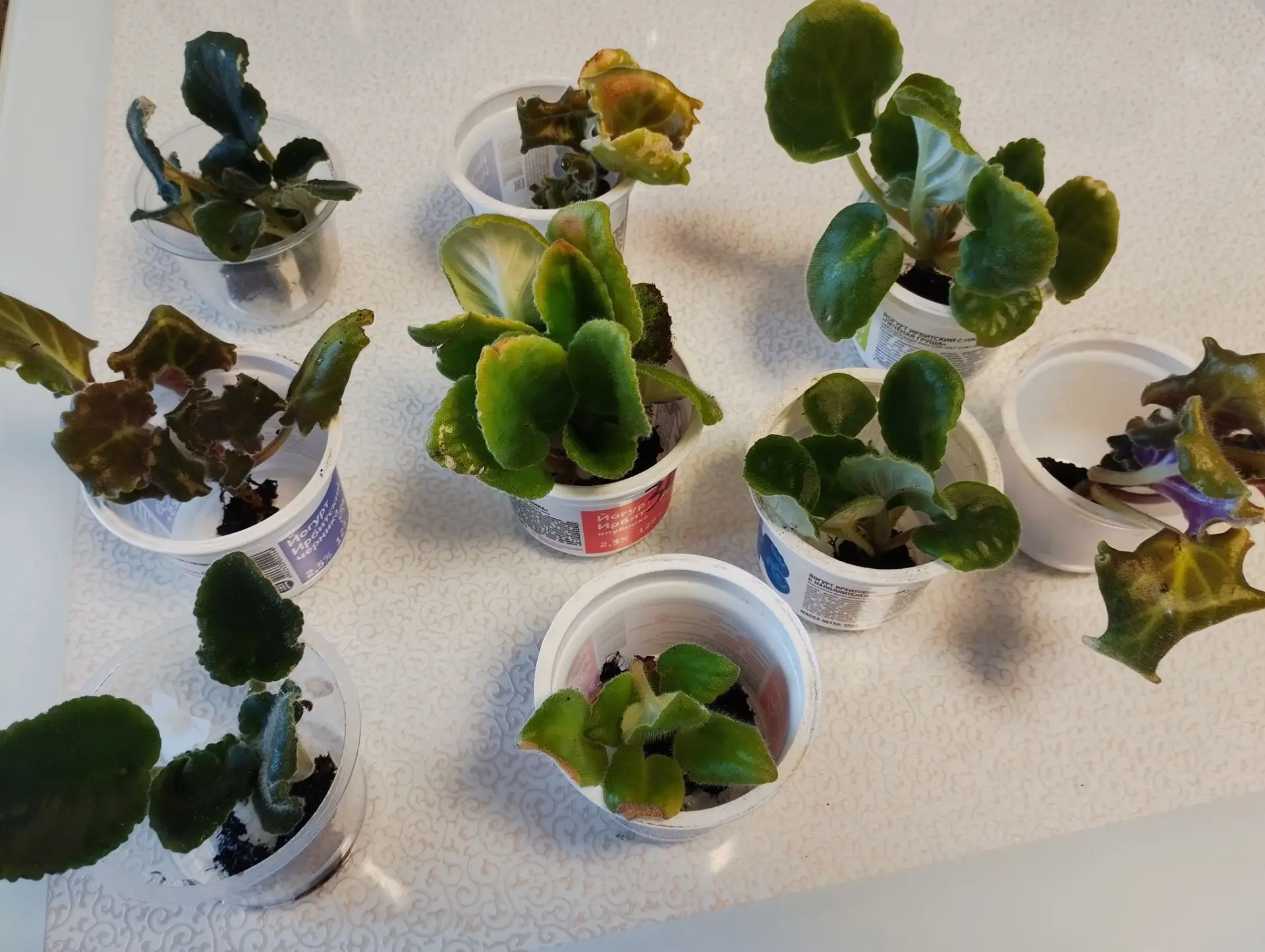💚 ФИАЛКИ 💚
#продам 

(рассадила)

💲100