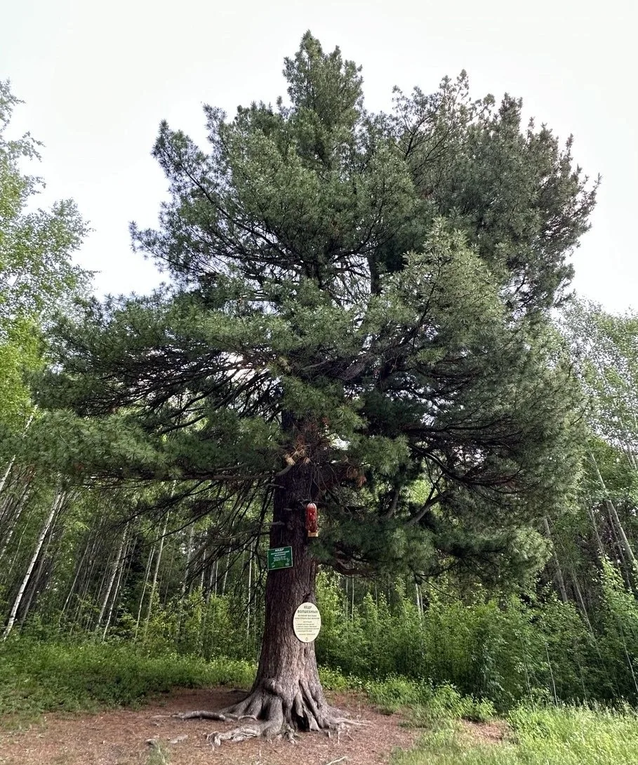 🌳Прогулка под вековыми кедрами

🏛В субботу, 13 июня, гостями Нижнесалдинского краеведческого музея
