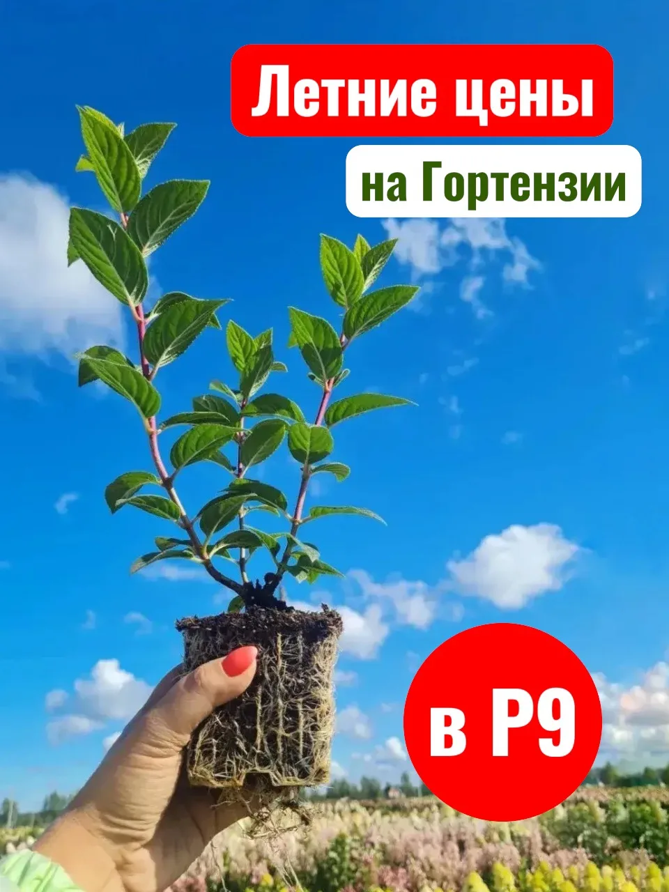 ❗️ГОРТЕНЗИИ в Р9 ПО НОВОЙ ЛЕТНЕЙ ЦЕНЕ❗️

🚨 Снижение цен от 10 % до 35% на 
все гортензии в контейне