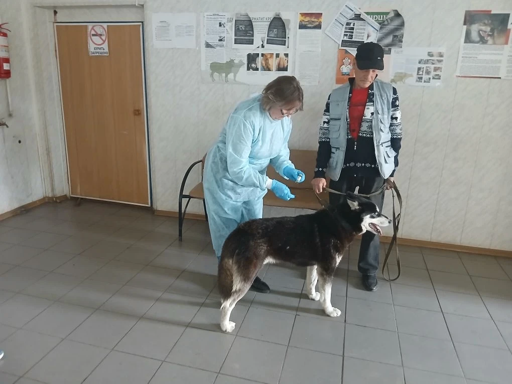 🐶 Вакцинация собаки породы хаски: защищаем активного друга!
Сегодня в ТОГБУ «Староюрьевская райСББЖ