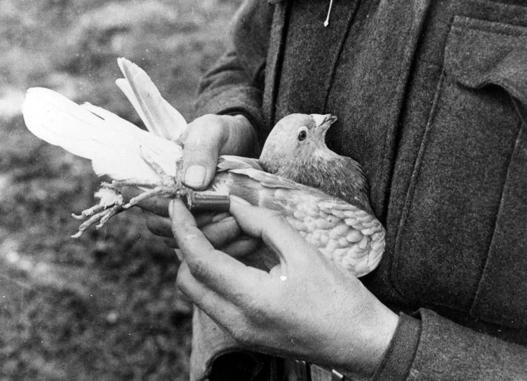 Теперь я знаю ПРО…

Как боевые голуби помогали Красной армии.

 Когда речь заходит о Великой Отечест