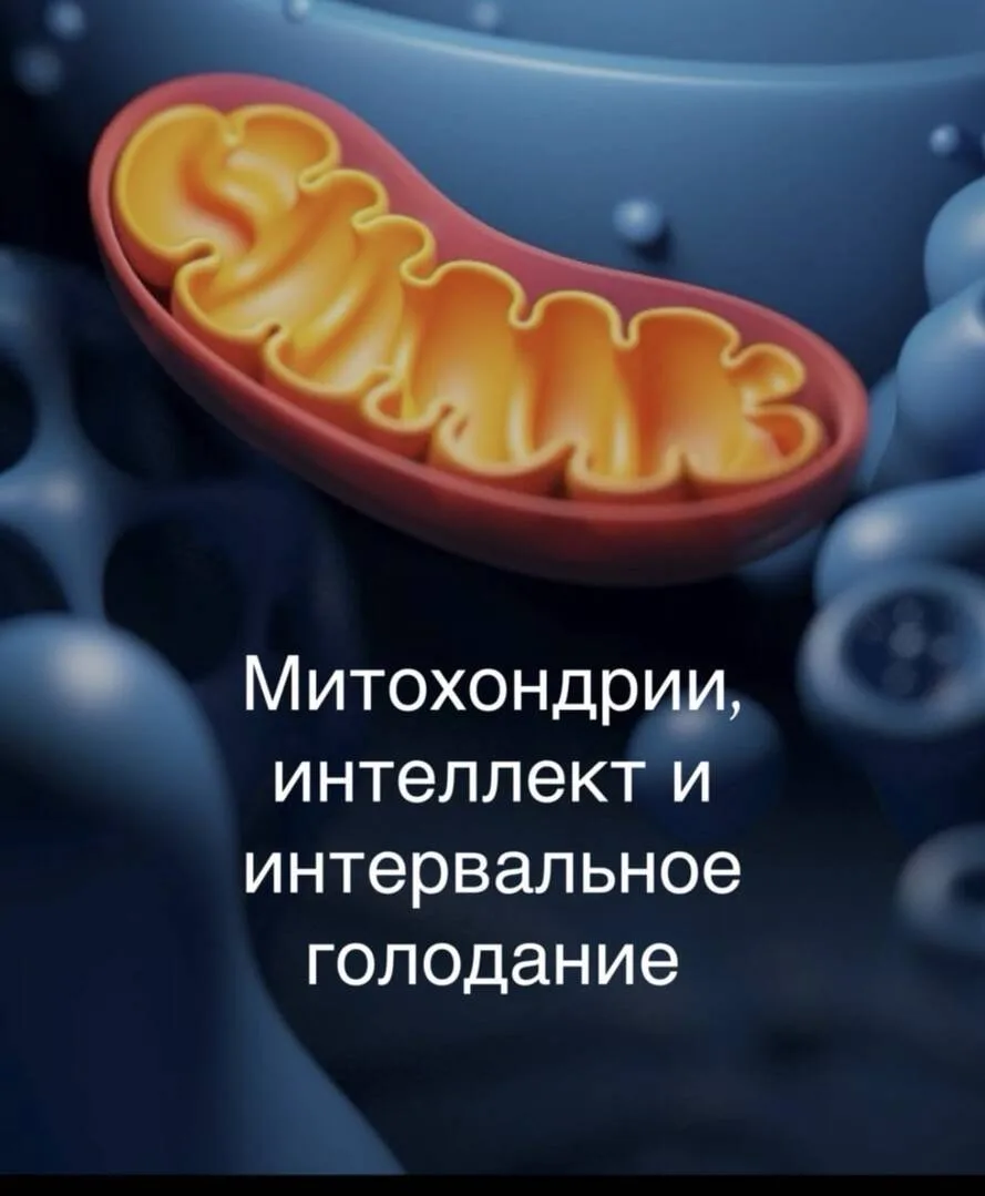 https://thixotraining.ru/forum/mezenrealizm-posty/mitohondrii-intellekt-i-intervalnoe-golodanie/