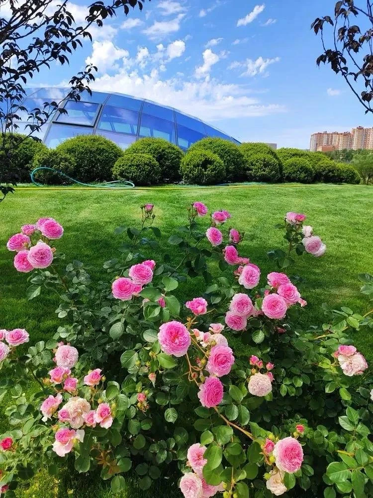 Успейте на цветение роз 🥰🧚🏼‍♀️🍄

📍На холме Парка Облаков

☀️ Парк Облаков. Парк Галицкого. Крас