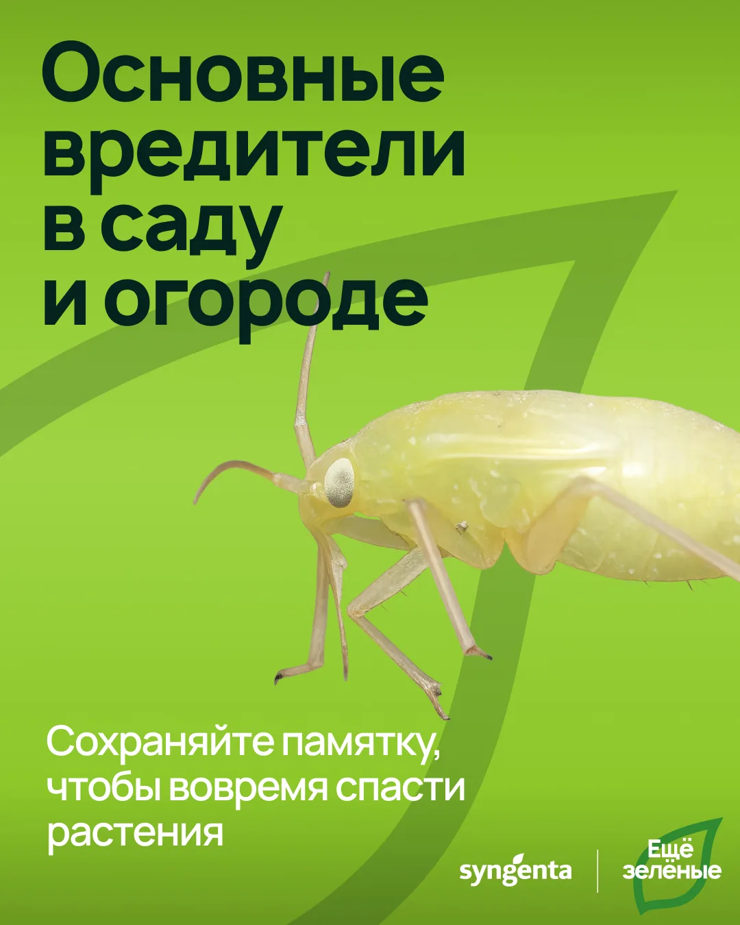 🌿Некоторых обитателей участка лучше вовремя заметить 

Они могут повреждать листья, корни, плоды и 