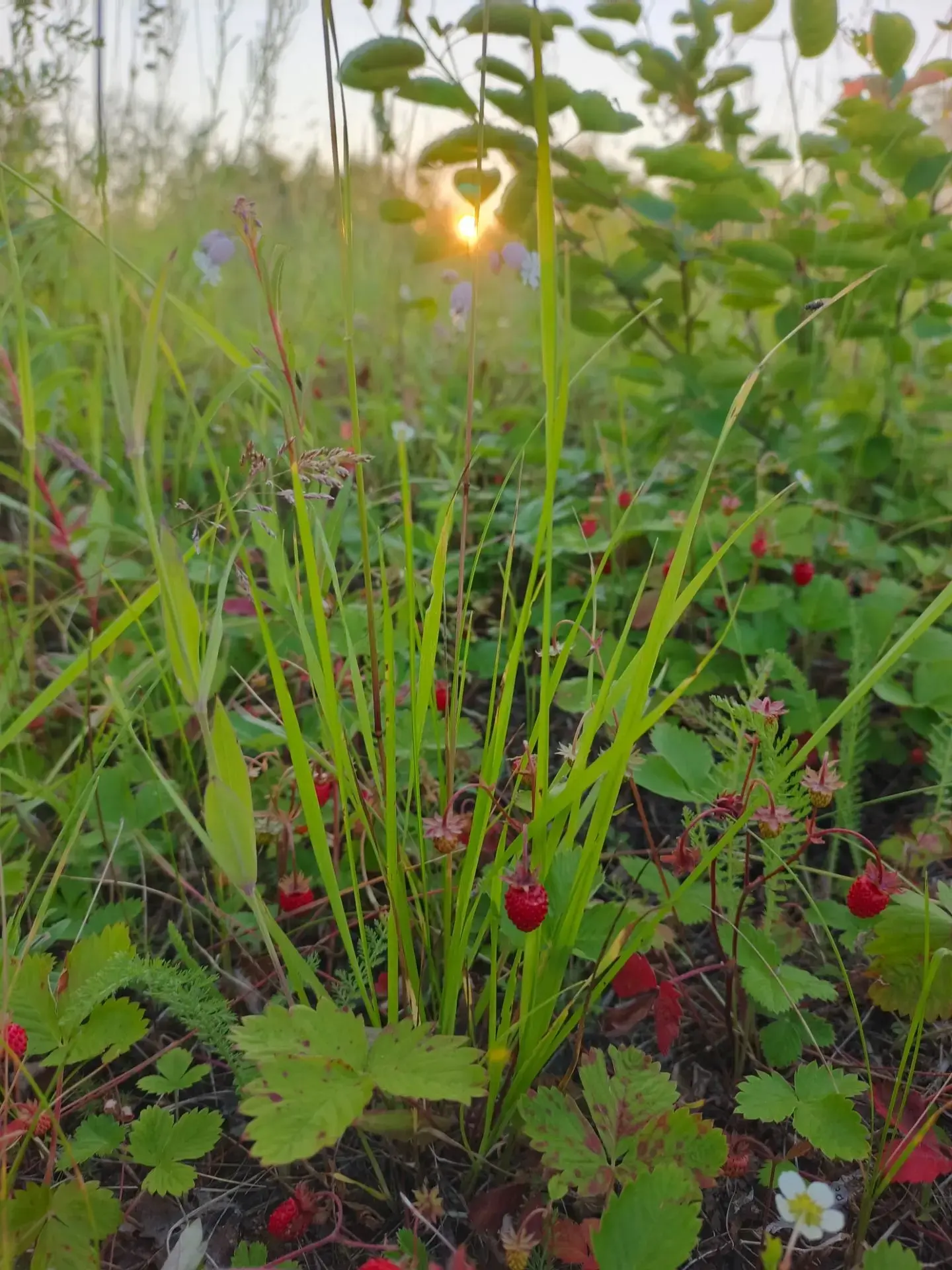 🍓 Смотрите, какие фото прислали нам из Котласа!

Там уже поспела земляника — маленькая, душистая, н