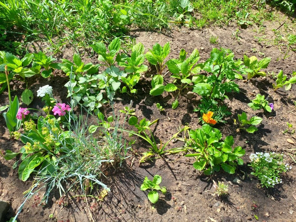 ☀️🌺🌼🪻Лето в цветах: наш детский сад расцветает!
Лето - прекрасная пора, когда природа оживает, ра