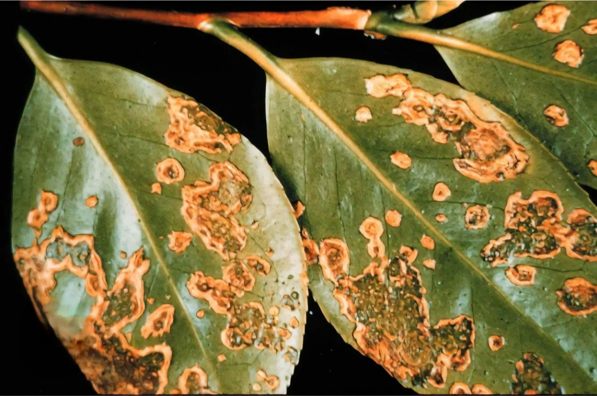 Болезнь или вредители: как понять, кто атакует ваше растение?

Трудно вырастить растение в открытом 