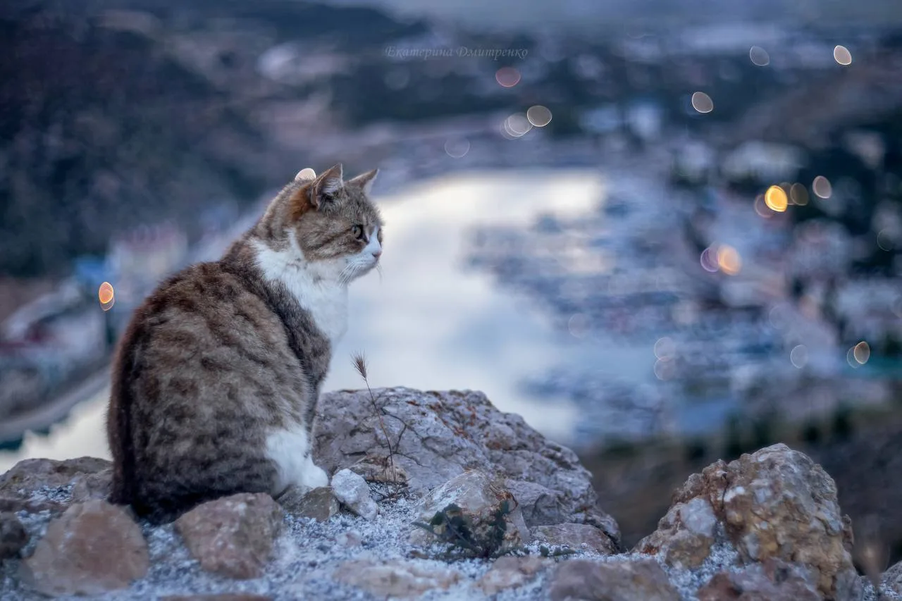 🐱 Пушистый страж и огни Балаклавы. Кто-то следит за порядком, пока город зажигает вечерние фонари. 