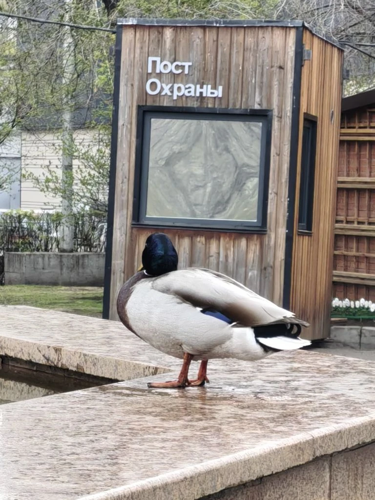 С такой охраной у нас на Красной площади город может спать спокойно 😂 Враг не пройдет, или от умиле