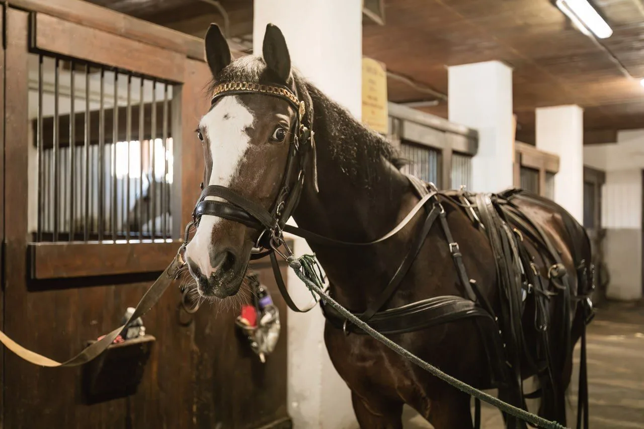 🐴 Летние каникулы на Конюшенном дворе!

☀️Лето — идеальное для детей время, чтобы перезагрузиться, 