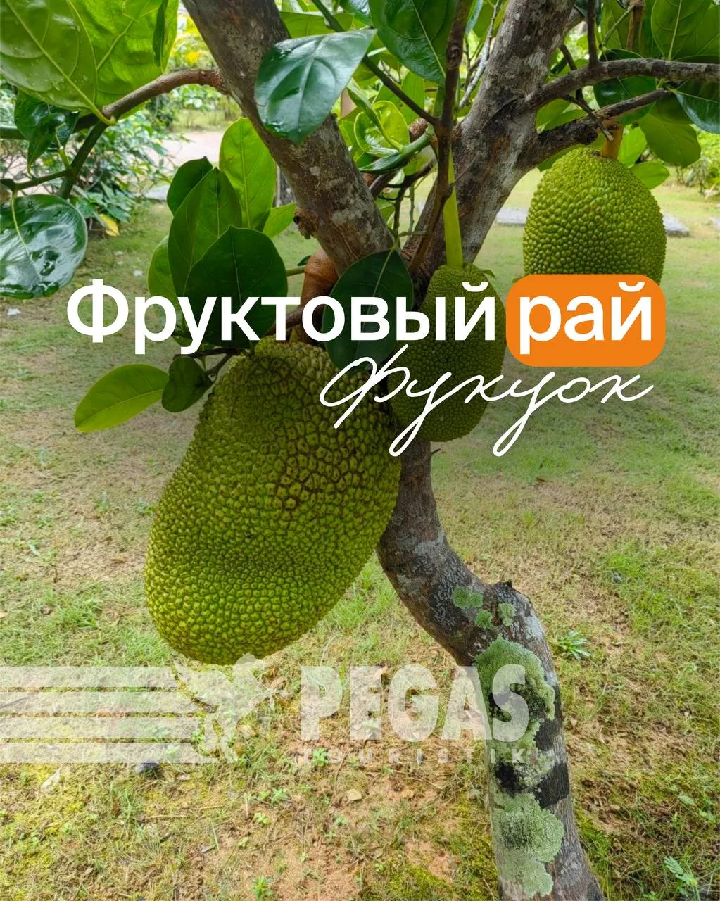Остров Фукуок — рай для любителей экзотических фруктов 🏝🥭

На Фукуоке фрукты не кончаются никогда.