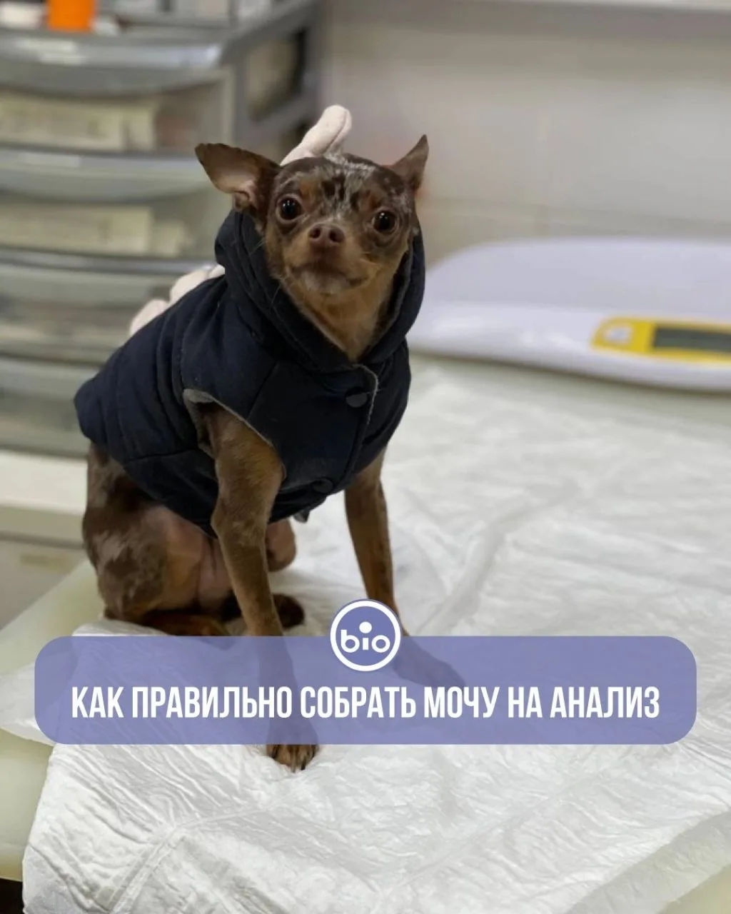 Как правильно собрать мочу на анализ 💧

Исследование мочи — простой способ вовремя заметить болезни