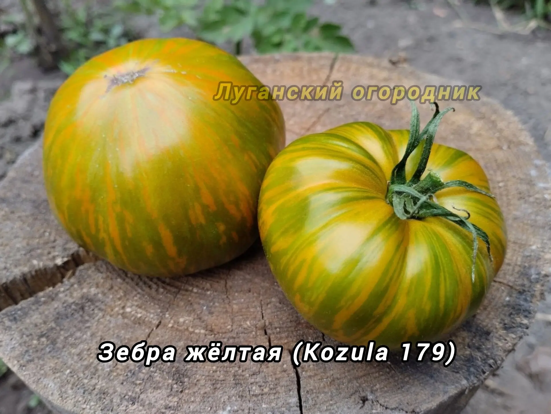 Томат Зебра желтая (Kozula 179) 🍅🍅🍅 польский индетерминантный сорт из серии Козула. В теплице выр