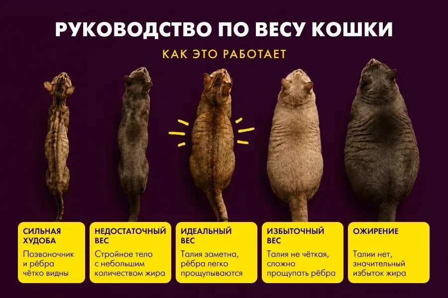 Знаете ли вы, как проверить, что у вашей кошки идеальный вес?

Владельцы часто не замечают проблему,