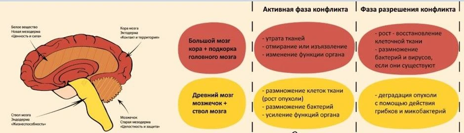 Третий биологический закон в одной картинке

Ниже в подкасте рассказываю подробно про сам закон ⤵️